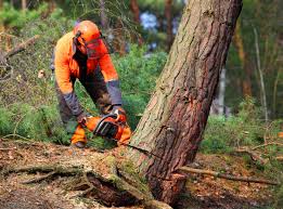Best Organic Lawn Care Solutions  in Ponca City, OK