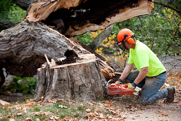 Best Tree Mulching  in Ponca City, OK