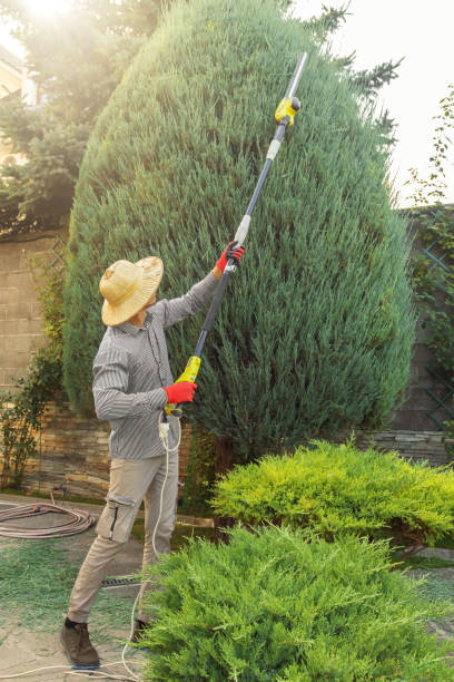 Best Hedge Trimming  in Ponca City, OK