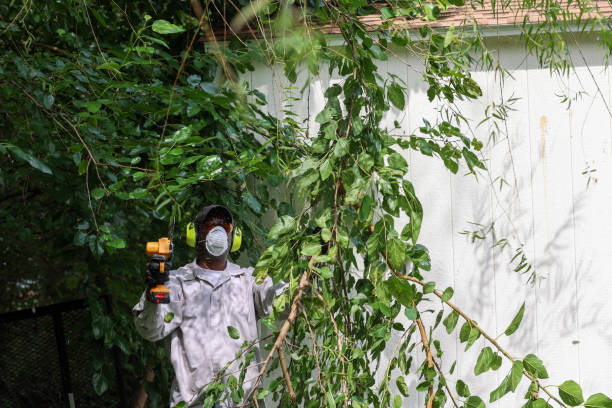 Best Arborist Consultation Services  in Ponca City, OK